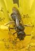 Lasioglossum sp.